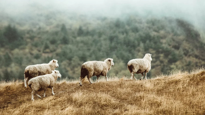 Merino sheep grazing in a misty landscape